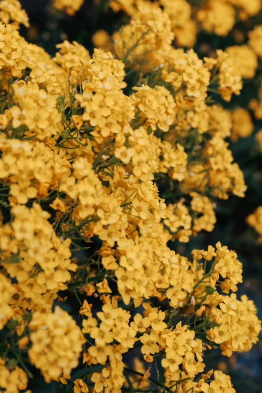 a close up of a bunch of yellow flowers, trending on unsplash, baroque, with soft bushes, 2 5 mm portra, hanging, gold