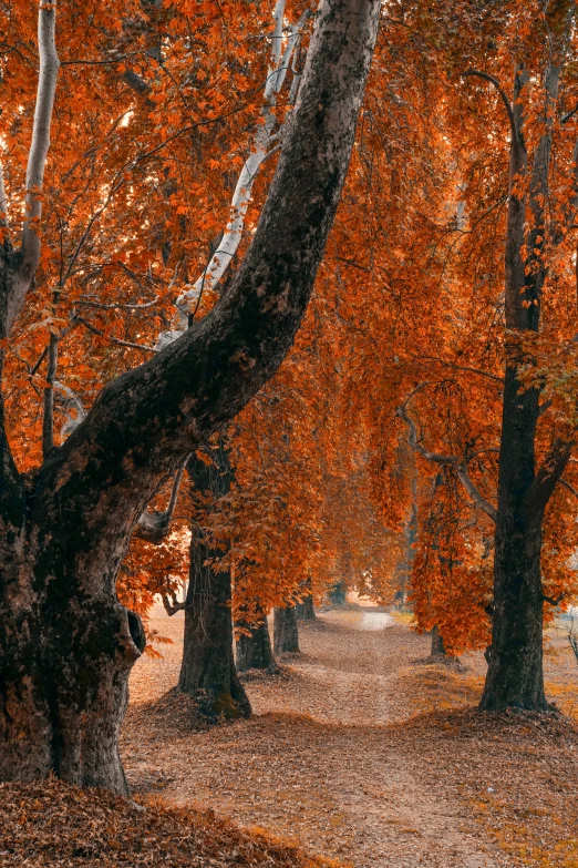 a couple of trees that are next to each other, pexels contest winner, visual art, orange and brown leaves for hair, ukraine. photography, pathway, single color