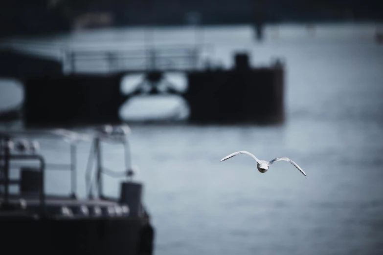 a seagull flying over a body of water, pexels contest winner, harbour, subtle depth of field, shot on hasselblad, 1 2 9 7