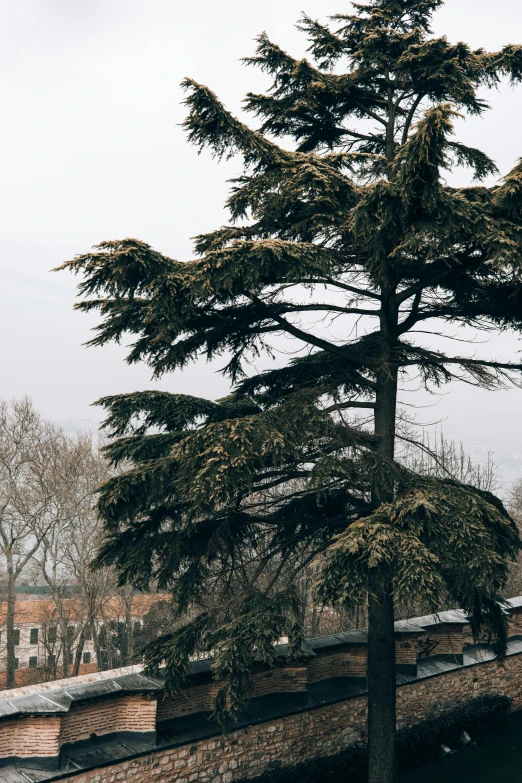 a tall tree sitting on top of a lush green field, an album cover, inspired by Liu Haisu, trending on unsplash, realism, city snowing with a lot of snow, cypresses, overcast gray skies, view from the streets