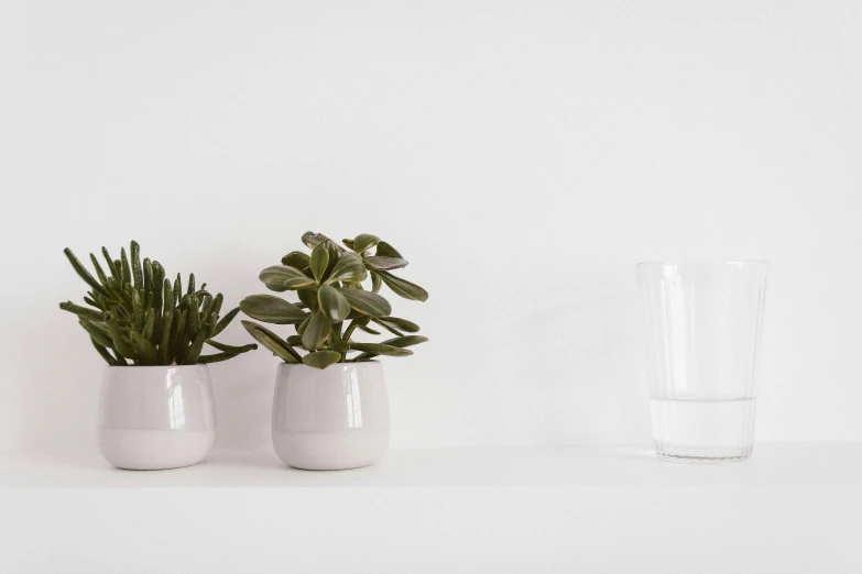 a couple of potted plants sitting next to a glass of water, inspired by Eero Snellman, unsplash, minimalism, white backdrop, product view, light grey mist, organic ceramic white