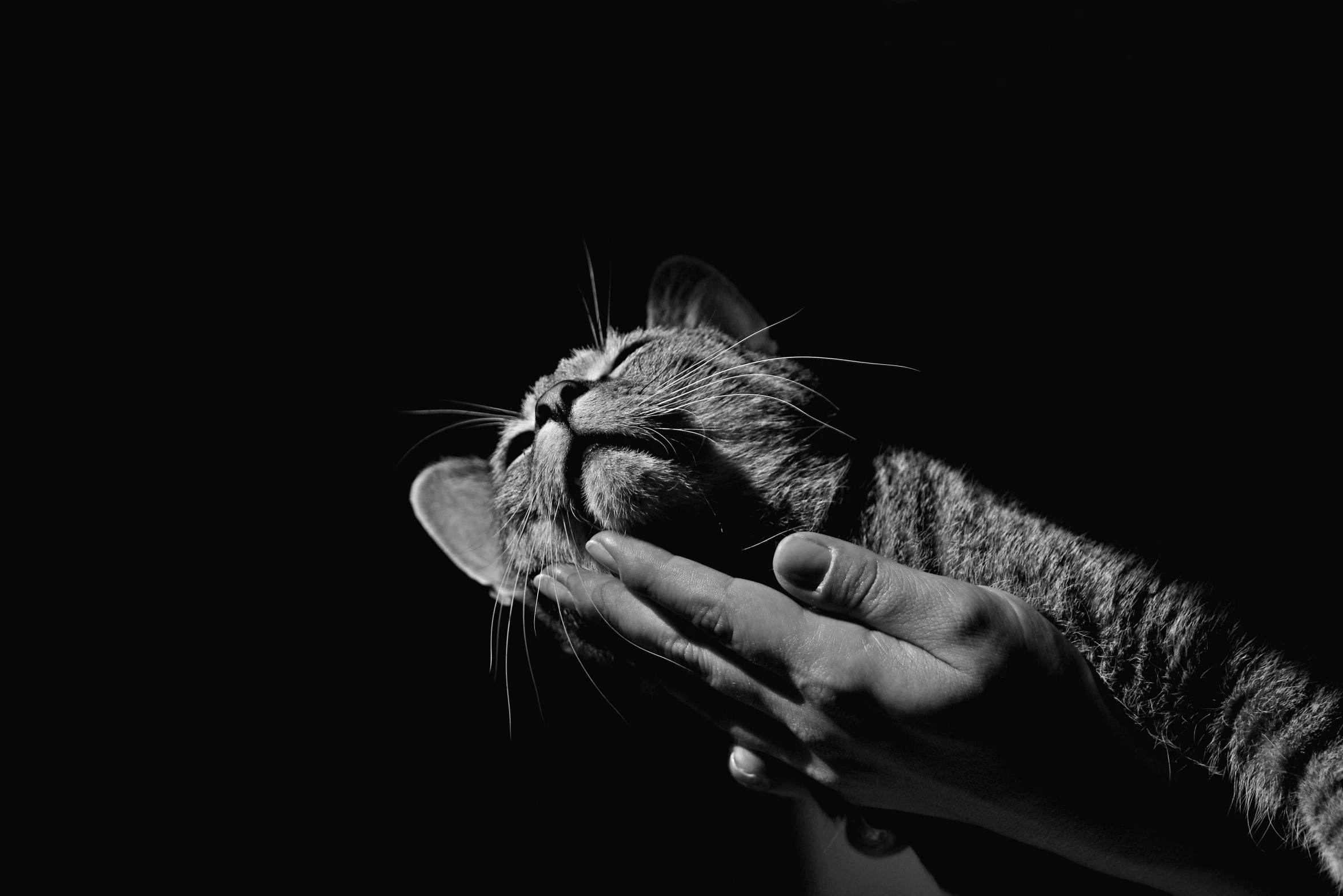 a black and white photo of a person petting a cat, by Emma Andijewska, pexels, on black background, hands shielding face, brightly lit, cat head