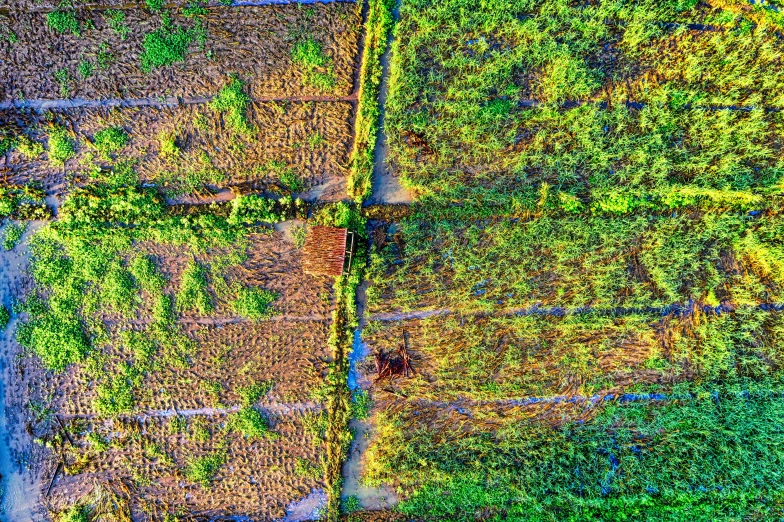 an aerial view of a field of crops, by Jan Rustem, vietnam, hdr photo, overgrown, grazing