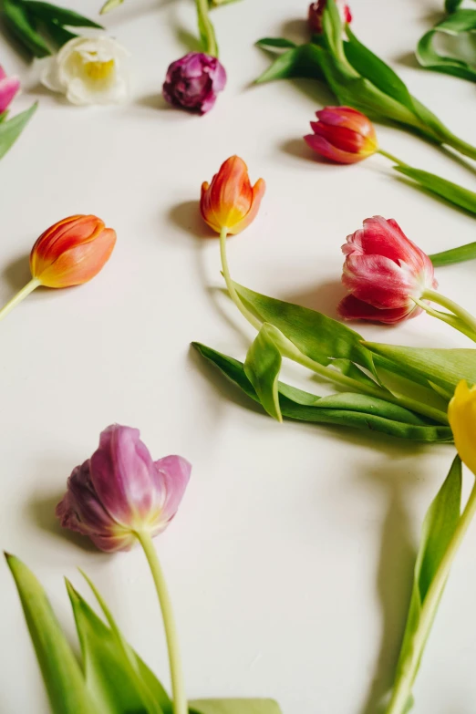 a table topped with lots of different types of flowers, by Kristin Nelson, trending on unsplash, tulip, on a white background, ramps, delicate