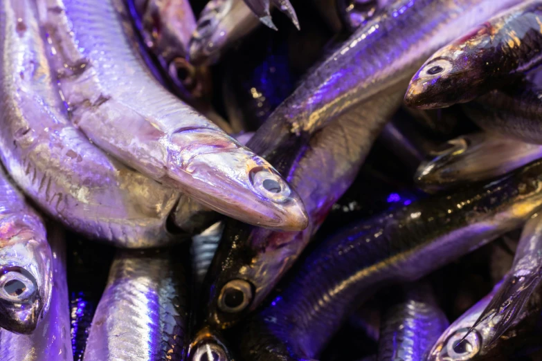 a pile of small fish sitting on top of each other, a portrait, by Tom Wänerstrand, trending on pexels, purple and blue neons, shiny silver, ready to eat, ethereal eel