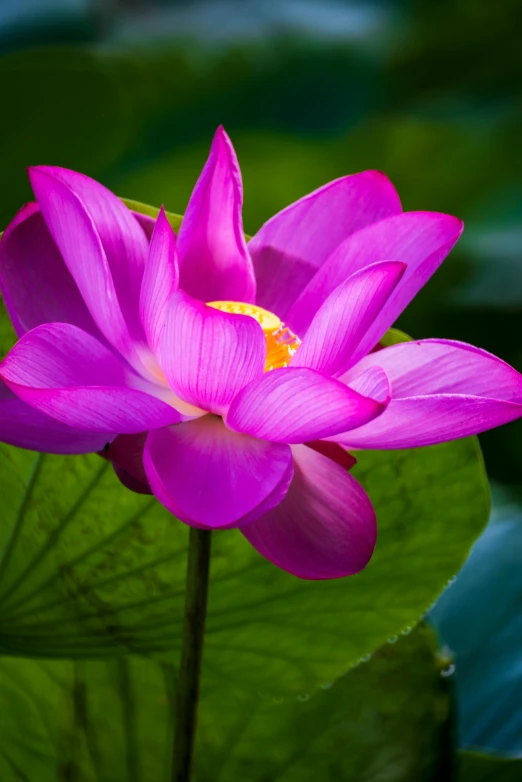 a pink flower sitting on top of a green leaf, sitting on a lotus flower, paul barson, vibrant colour, laos