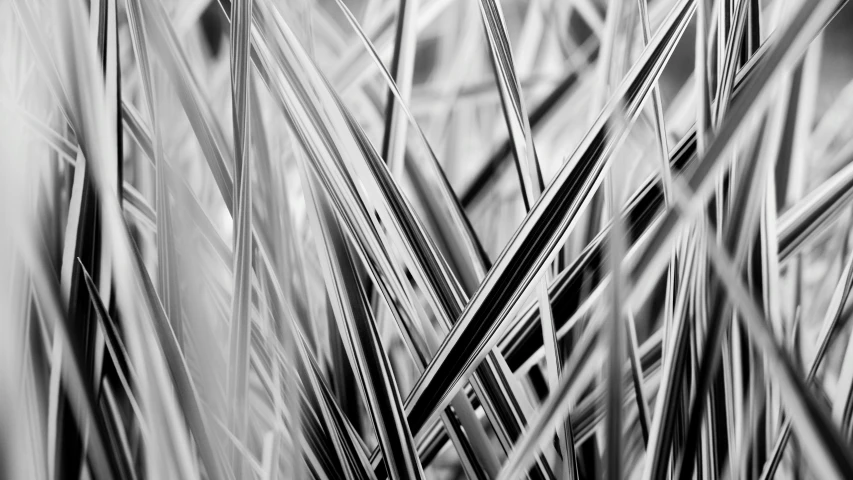 a black and white photo of tall grass, a macro photograph, by Patrick Pietropoli, vibrant patterns, chromed metal, gardening, by greg rutkowski