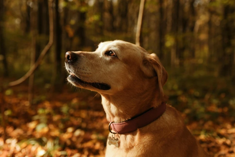 a dog that is sitting in the leaves, a photo, pexels contest winner, wearing detailed leather collar, autumn light, in front of a forest background, aged 13