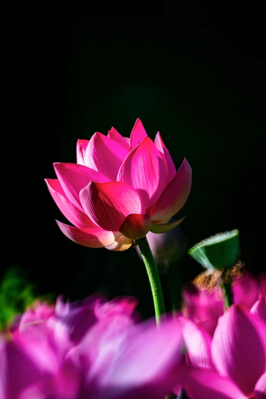 a pink flower sitting on top of a lush green field, standing on a lotus, paul barson, strong sunlight