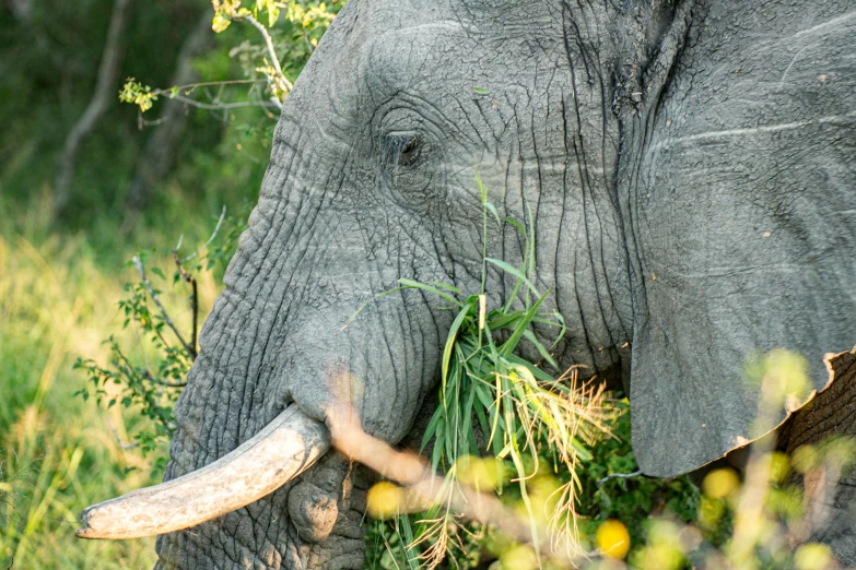 an elephant that is standing in the grass, by Jan Tengnagel, pexels contest winner, hurufiyya, eating outside, high angle close up shot, old male, upscaled to high resolution