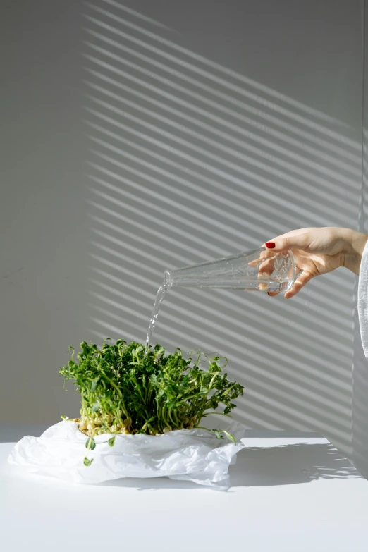 a woman pouring water on a potted plant, by Zeen Chin, with clear glass, lettuce, minimalistic design, detail shot