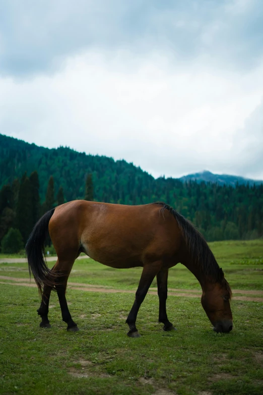 a brown horse standing on top of a lush green field, bosnian, slightly muscular, pine forests, minimalist