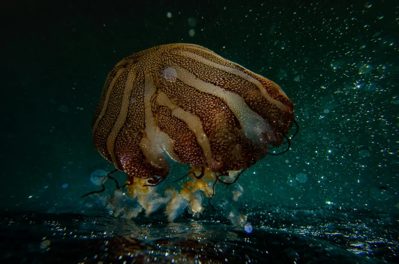 a close up of a jellyfish in the water, an album cover, unsplash contest winner, elephant - crab creature, lpoty, deep colour, brown