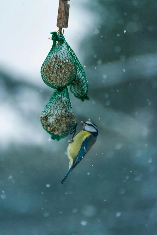 a bird eating from a bird feeder in the snow, by Paul Bird, multicoloured, paul barson, seeds, f / 2. 2