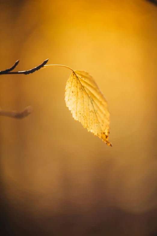 a close up of a leaf on a tree branch, by Andries Stock, trending on pexels, minimalism, autumn sunrise warm light, yellow mist, birch, today\'s featured photograph 4k