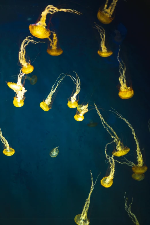 a group of jellyfish floating on top of a body of water, dark yellowish water, deep sea themed, spiraling, aquarium