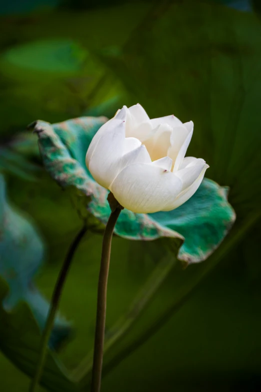 a white flower sitting on top of a green leaf, lpoty, standing gracefully upon a lotus, paul barson, tranquil