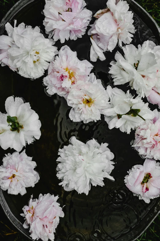 white and pink flowers floating in a bowl of water, inspired by Cy Twombly, unsplash, white on black, reflecting pool, black peonies, various sizes