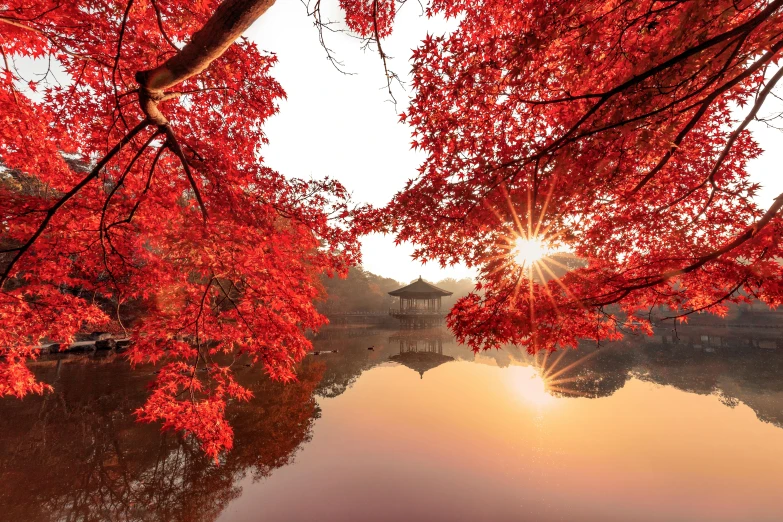 the sun shines through the red leaves of a tree, by Gang Se-hwang, unsplash contest winner, shin hanga, parks and lakes, japanese architecture, golden morning light, 8k resolution”