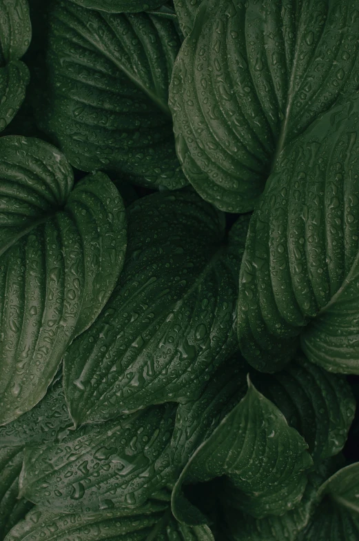 a close up of a bunch of green leaves, an album cover, inspired by Elsa Bleda, trending on pexels, grey, humid alien jungle, corduroy, dark. no text