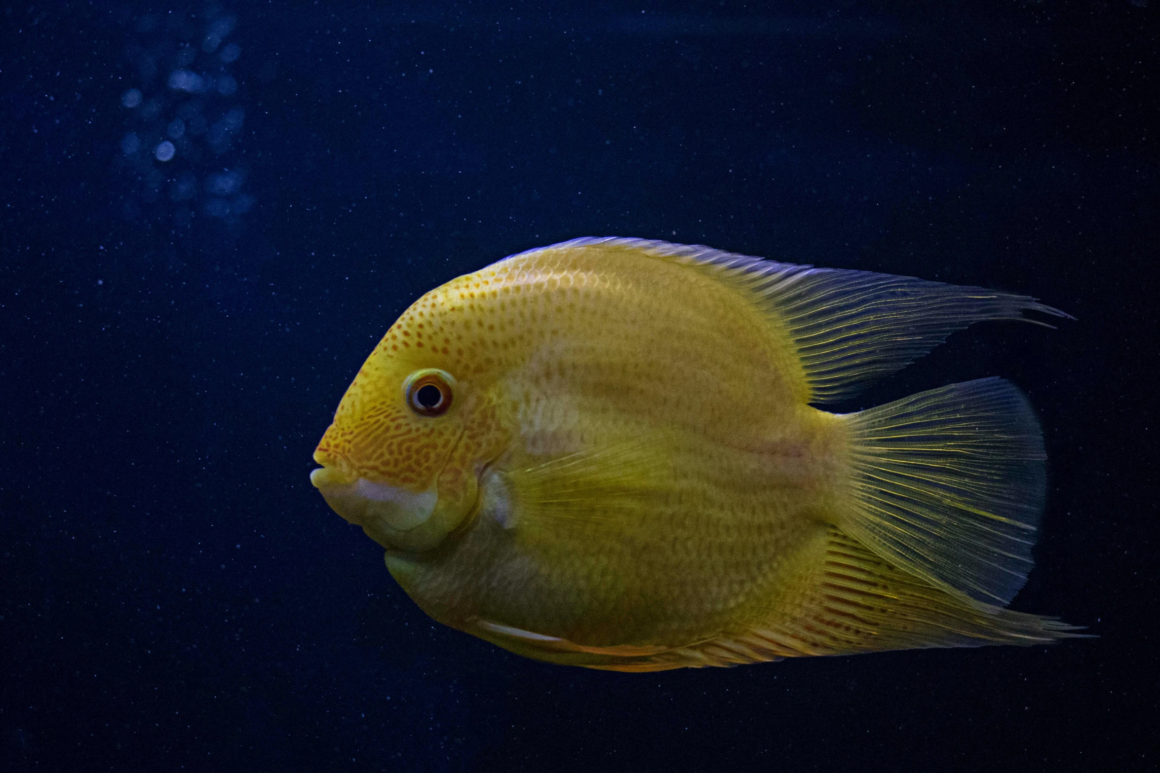 a close up of a fish in an aquarium, by Daniel Seghers, pexels contest winner, renaissance, elegant yellow skin, plump, a bald, instagram post