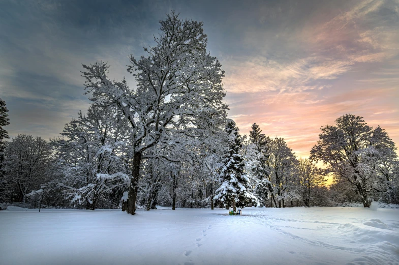 a tree that is standing in the snow, a photo, inspired by Phil Koch, unsplash contest winner, tree-lined path at sunset, panoramic photography, paul barson, parks and gardens