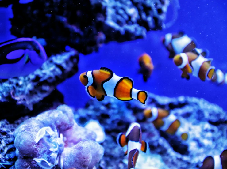 a group of clown fish swimming in an aquarium, a portrait, by Gwen Barnard, pexels, purple and blue neons, avatar image, vacation photo, instagram photo