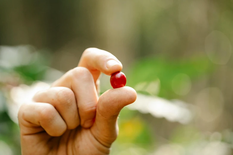 a person holding a red pill in their hand, unsplash, hurufiyya, australian bush, jungle fruit, cream of the crop, carefully crafted