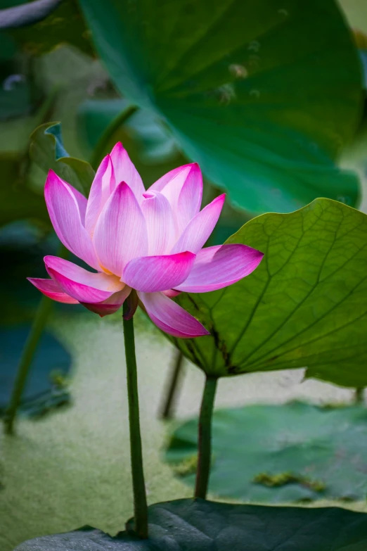 a pink flower sitting on top of a green leaf, sitting on a lotus flower, paul barson, photographs, vietnam