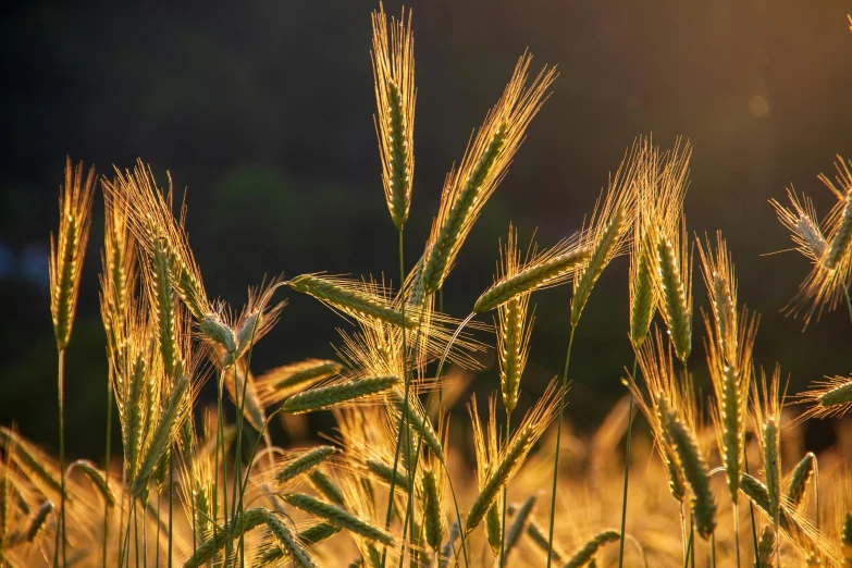 a field of wheat with the sun shining in the background, pexels contest winner, precisionism, paul barson, gold and green, backlit ears, instagram post