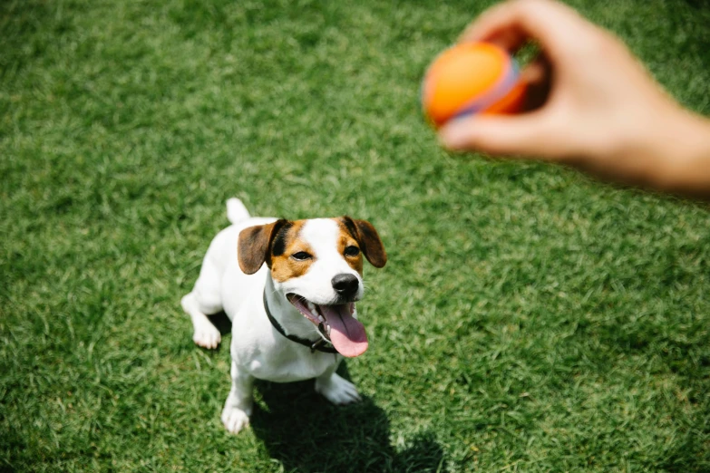 a small dog standing on top of a lush green field, pexels contest winner, bauhaus, launching a straight ball, white and orange, a still of a happy, 2 animals