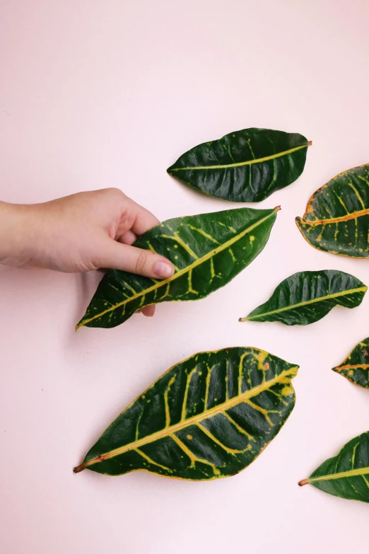 a person holding a bunch of green leaves, an album cover, inspired by Ruth Jên, process art, with lemon skin texture, lined up horizontally, porcelain, colourful