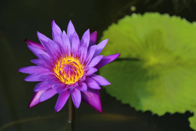 a purple flower sitting on top of a green leaf, lily pads, purple and yellow, striking colour, laos