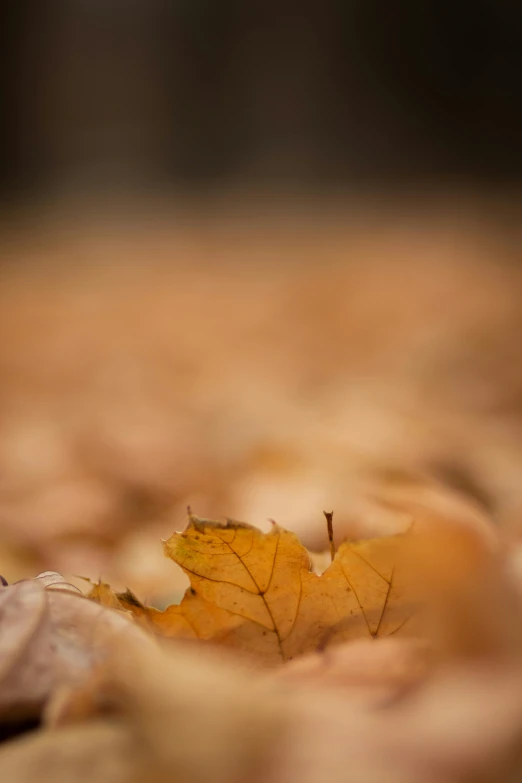 a close up of a leaf on the ground, by Andries Stock, depth of field 8k, yellow carpeted, defocus, brown stubble