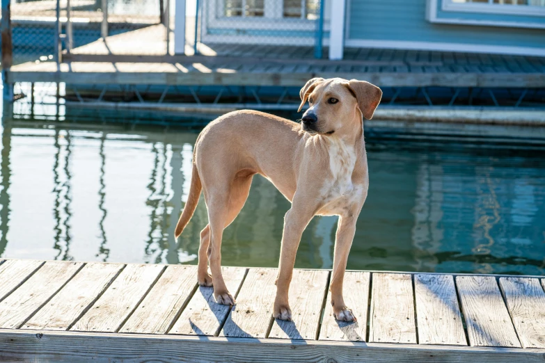 a dog standing on a dock next to a body of water, a portrait, inspired by Elke Vogelsang, unsplash, australian, slightly sunny, listing image, pointè pose