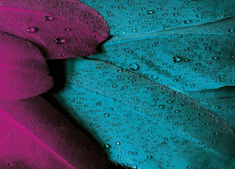 a close up of a flower with water droplets on it, a macro photograph, by Paul Davis, pexels contest winner, cyan and magenta, tropical bird feathers, solid colours material, color leaves