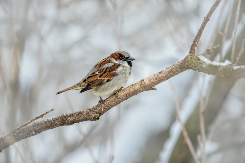 a small bird sitting on top of a tree branch, a portrait, pexels contest winner, arabesque, sparrows, snowy, slide show, male and female