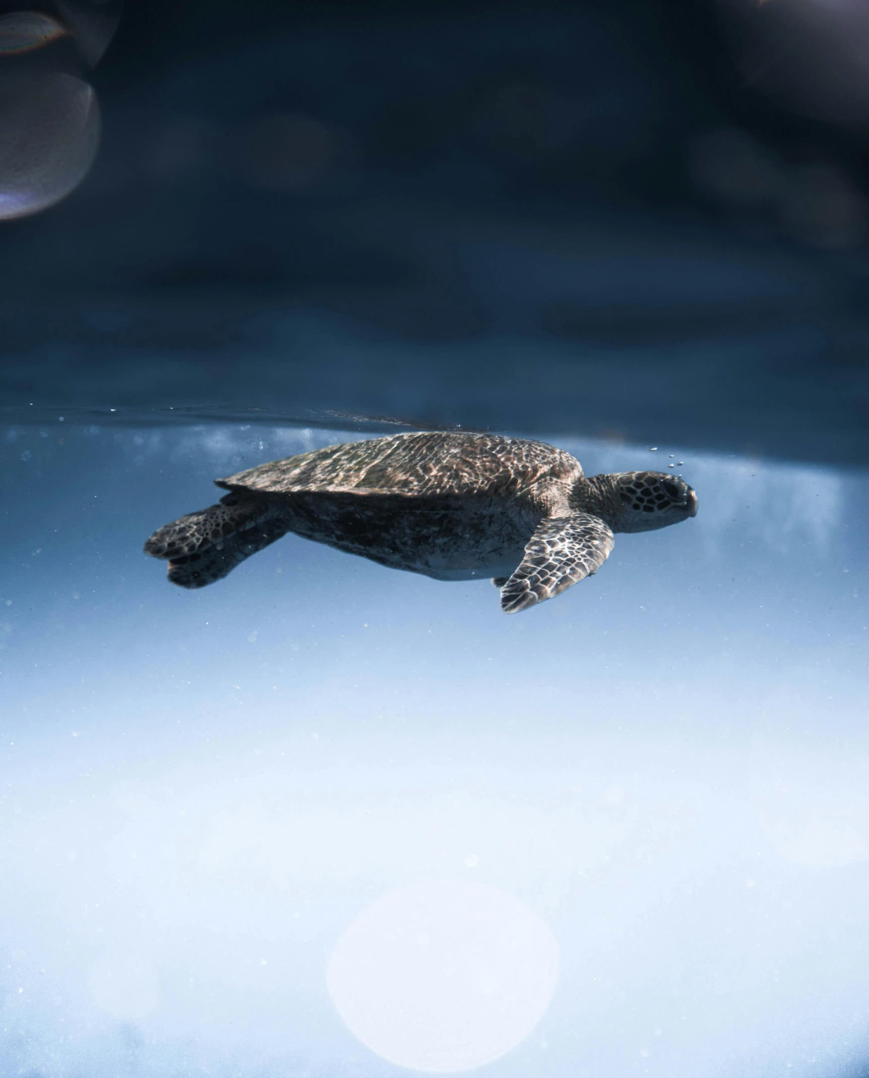 a turtle swimming in a pool of water, by Sebastian Spreng, unsplash contest winner, hurufiyya, floating in the sky, grey, slide show, multiple stories