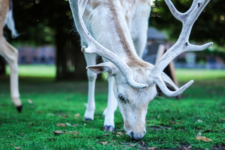 a couple of deer standing on top of a lush green field, an album cover, pexels contest winner, white horns from eyebrows, eating, close-up photograph, holiday season