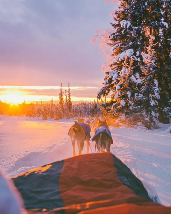 a group of dogs pulling a sled down a snow covered road, a polaroid photo, pexels contest winner, pink golden hour, boreal forest, in an igloo, harnesses