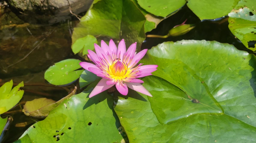 a pink flower sitting on top of a leaf covered pond, bangkok, 4k photo”, fan favorite, multicoloured