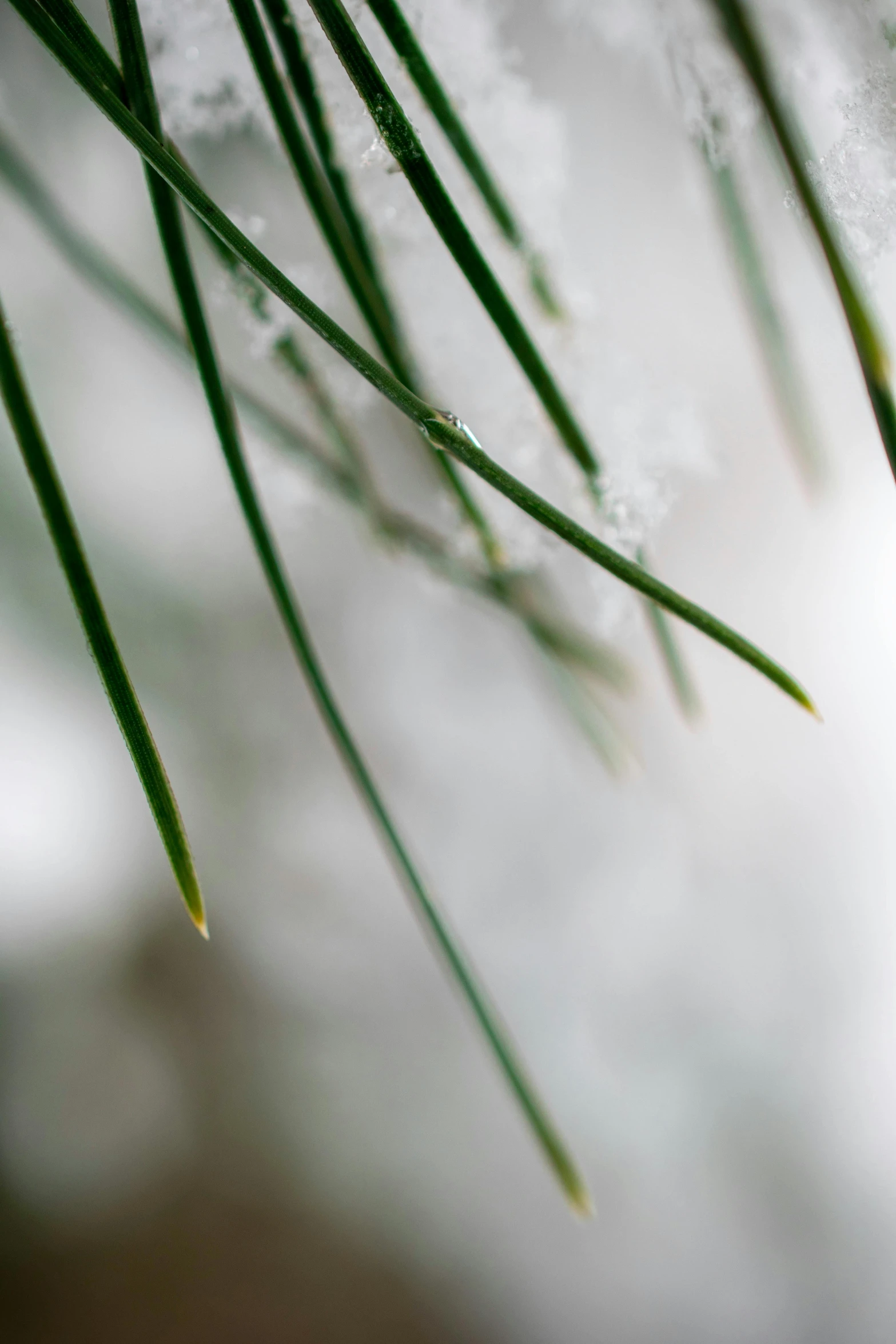 the needles of a pine tree are covered in snow, a macro photograph, inspired by Maruyama Ōkyo, unsplash, wet grass, ultrafine detail ”