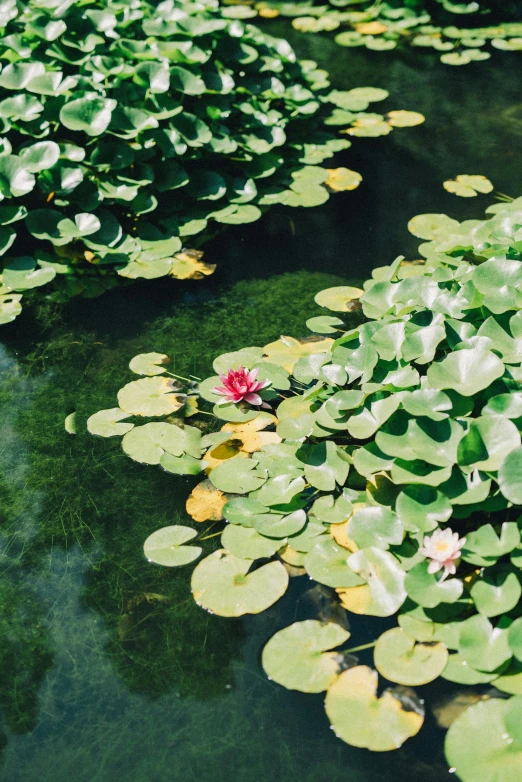 a pond filled with lots of green lily pads, inspired by Monet, unsplash, victoria siemer, highly upvoted, rubrum lillies, medium-shot