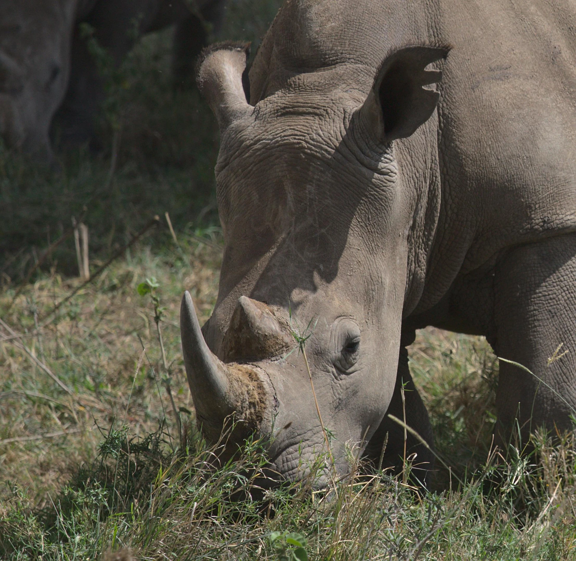 a rhino standing on top of a grass covered field, close to the camera