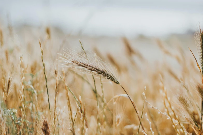 a field of tall grass next to a body of water, by Niko Henrichon, trending on unsplash, naturalism, wheat field, background image, abundant fruition seeds, close - up photo