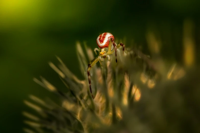 a spider sitting on top of a cactus plant, a macro photograph, by Basuki Abdullah, unsplash contest winner, cute forest creature, high detailed photography red, drosera capensis, 4k photography high quality