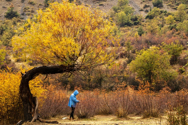 a person standing under a tree in a field, by Sohrab Sepehri, unsplash, visual art, autumn mountains, willows, tehran, hiking clothes