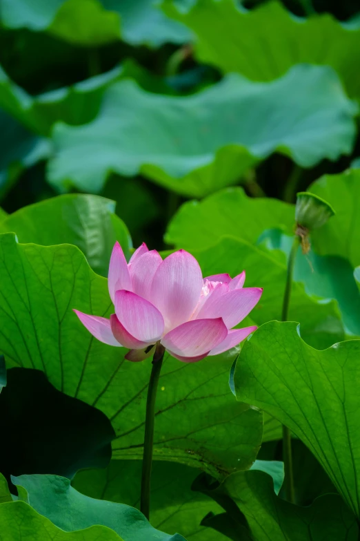 a pink flower sitting on top of a green leaf covered field, lotus pond, paul barson, stockphoto, chinese