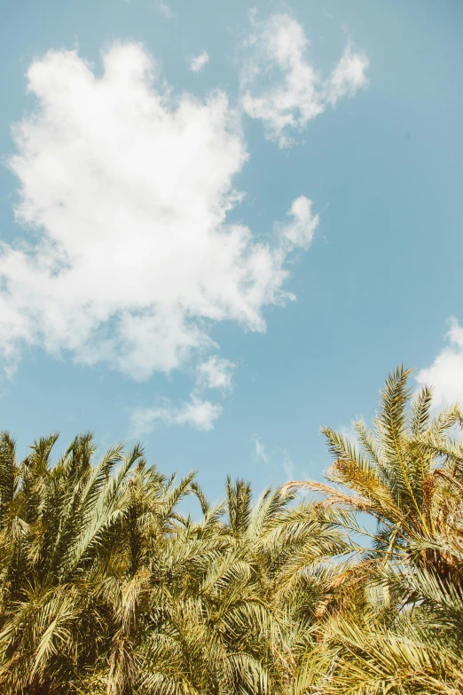 a man riding a surfboard on top of a sandy beach, trending on unsplash, minimalism, date palm trees, on clouds, lush foliage, looking upwards