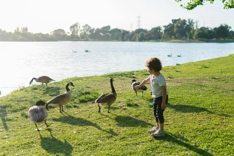 a little boy standing on top of a lush green field, inspired by Frederick McCubbin, pexels contest winner, gooses, in a park and next to a lake, having a snack, urban surroundings